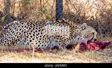 Eine blutige Cheetah Essen die Überbleibsel von seiner vorherigen töten Stockfoto