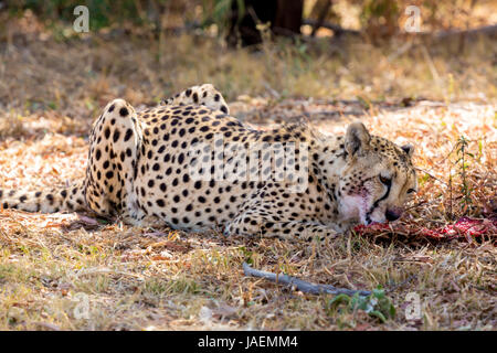 Eine blutige Cheetah Essen die Überbleibsel von seiner vorherigen töten Stockfoto