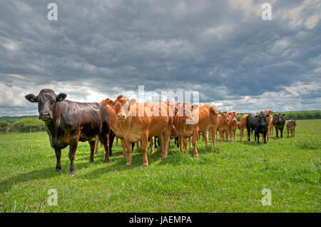 HDR-Bild von Limousin und Limousin cross Rinder in East Yorkshire. Stockfoto