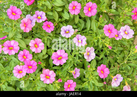 Blumen rosa Petunie Nahaufnahme Hintergrund in einem Garten im Sommer Stockfoto