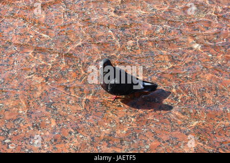 Das Bild der Taube im Wasser waschen Stockfoto