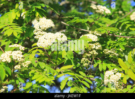 Weißen Blüten und Blätter der Eberesche, Vogelbeerbaum oder Sorbus Aucuparia, Suffolk-Sandlings, England, UK Stockfoto