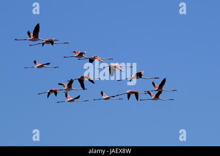 Größere Flamingos (Phoenicopterus Roseus) Andulusia Spanien Stockfoto
