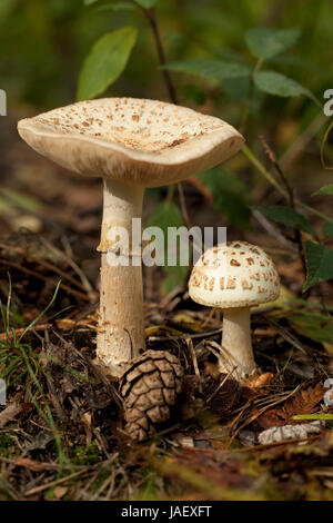 nicht essbare Pilz (Amanita Citrina) im Wald Stockfoto