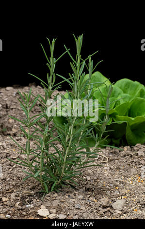 Rosmarinus Officinalis, Rosmarin, umgangsprachlich ist ein holzig, mehrjährige Kraut mit duftenden, immergrüne, nadelförmigen Blättern. Stockfoto