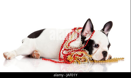 Entzückende französische Bulldogge tragen Schmuck auf weißem Hintergrund. Französische Bulldogge Welpen Porträt auf weißem Hintergrund Stockfoto