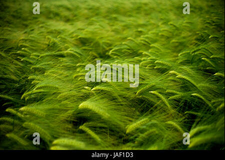 Thaxted Essex England. Gerste wächst in einem Feld bei Thaxted Essex England UK. Juni 2017 Wikipeadia unten: Gerste (Hordeum Vulgare L.), ein Mitglied der Familie der Gräser ist eine wichtige Getreide weltweit in gemäßigten Klimazonen angebaut. Es war eines der ersten kultivierten Körner, vor allem in Eurasien bereits vor 10.000 Jahren. Gerste dient als Tierfutter, als Quelle von vergärbaren Material für Bier und bestimmte destillierte Getränke und als Bestandteil von verschiedenen Reformkost. Es wird in Suppen und Eintöpfen und Gerstenbrot verschiedener Kulturen verwendet. Gerstenkörner werden häufig zu Malz verarbeitet. Stockfoto