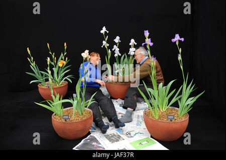 Chatsworth, Derbyshire, UK. 6. Juni 2017. 6. Juni 2017. Chatsworth Royal Horticultural Society Flower Show. Bild zeigt Sue Hensman und Simon Dodworth den letzten Schliff für ihre Blütenpracht von Iris in der floralen Festzelt an der Chatsworth RHS Flower Show im Chatsworth House in Derbyshire. Bildnachweis: Howard Walker/Alamy Live-Nachrichten Stockfoto