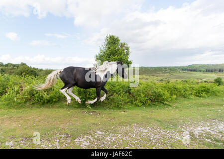 Schwarz-weiß New Forest Pony läuft Stockfoto