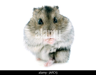 Russische Hamster vor weißem Hintergrund Stockfoto