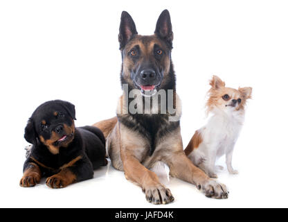 Malinois, Rottweiler und Chihuahua auf weißem Hintergrund Stockfoto