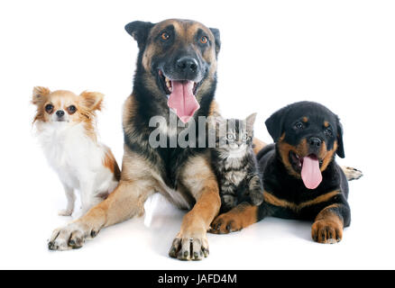 Malinois, Rottweiler Kätzchen und Chihuahua auf weißem Hintergrund Stockfoto