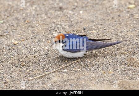 Rotkappenschwalbe Stockfoto