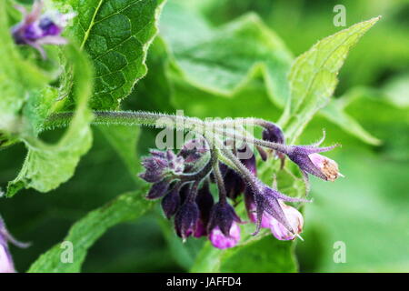 Beinwell. Beinwell oder Symphytum Officinale Blume in der biologischen Medizin Stockfoto