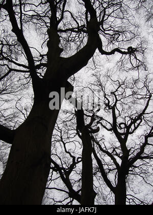 atmosphärische schwarz verdrehten Winterbäume Silhouette Stockfoto