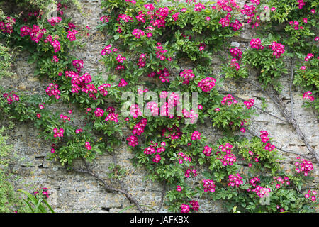 Rosa Gallica var. Officialis. Alte rot-Damaszener-Rose gegen eine Steinmauer Rousham Haus Gardens, Oxfordshire, Vereinigtes Königreich Stockfoto