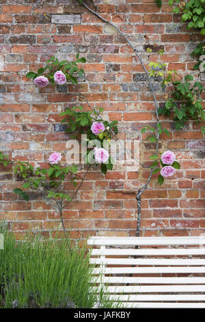 Rosa Rosen gegen eine Mauer am Rousham Haus Gärten, Oxfordshire, Vereinigtes Königreich. Stockfoto