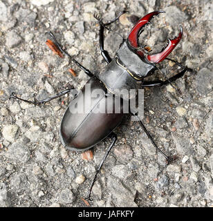Nahaufnahme einer männlichen Hirschkäfer (Lucanus Cervus) Stockfoto