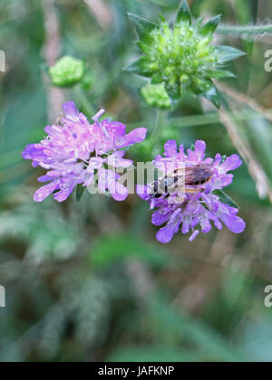 Witwenblume Mit Biene Stockfoto