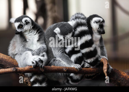 Ring Tailed Lemur Stockfoto