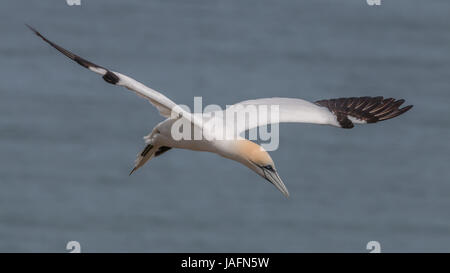 Basstölpel im Flug Bempton Cliffs, Yorkshire, Mai 2017 Stockfoto