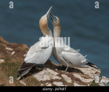 Basstölpel im Balz-Verhalten in Bempton Cliffs, kann Yorkshire in 2017 Stockfoto