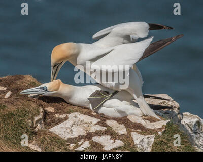 Basstölpel auf Klippe in Bempton Cliffs, Yorkshire, Mai 2017 Paarung Stockfoto