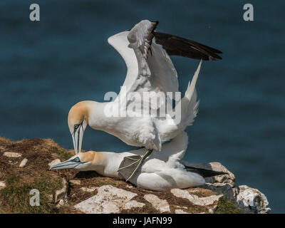 Basstölpel auf Klippe in Bempton Cliffs, Yorkshire, Mai 2017 Paarung Stockfoto