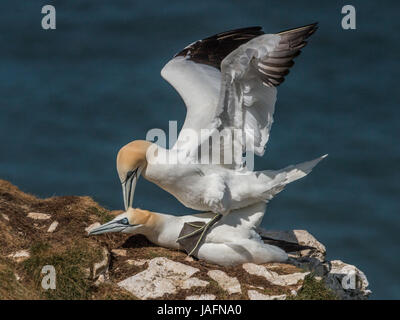 Basstölpel auf Klippe in Bempton Cliffs, Yorkshire, Mai 2017 Paarung Stockfoto