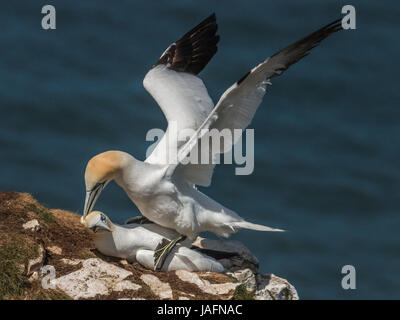 Basstölpel auf Klippe in Bempton Cliffs, Yorkshire, Mai 2017 Paarung Stockfoto