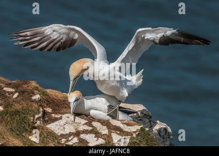 Basstölpel auf Klippe in Bempton Cliffs, Yorkshire, Mai 2017 Paarung Stockfoto