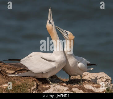 Basstölpel im Balz-Verhalten in Bempton Cliffs, kann Yorkshire in 2017 Stockfoto