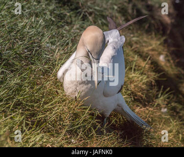 Tölpel in Bempton Cliffs sammeln Nistmaterial auf Klippe in kann 2017 Stockfoto