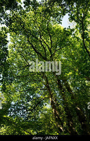 Großbritannien, England, Shropshire, The Wrekin sessile Eiche Wald Baldachin Stockfoto