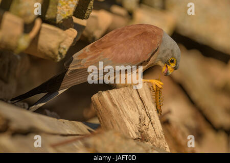 Geringerem Turmfalke (Falco Naumanni), Adult, Männchen mit Beute, Hundertfüßer (Chilopoda), Extremadura, Spanien Stockfoto