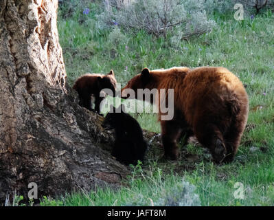 Amerikanische Schwarzbär-Sau (Ursus americanus) mit Jungen im Yellowstone-Nationalpark, Wyoming, USA. Stockfoto