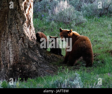 Amerikanische Schwarzbär-Sau (Ursus americanus) mit Jungen im Yellowstone-Nationalpark, Wyoming, USA. Stockfoto