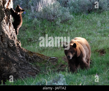 Amerikanische Schwarzbär-Sau (Ursus americanus) mit Jungen im Yellowstone-Nationalpark, Wyoming, USA. Stockfoto