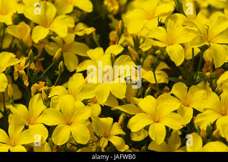 viele blühende gelbe Blumen von Linum Flavum im Garten Stockfoto