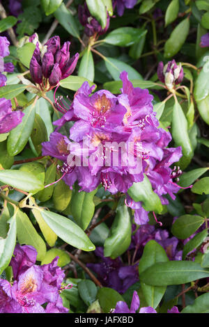 Die tief violetten Blüten des Rhododendron "Marcel Menard" Stockfoto