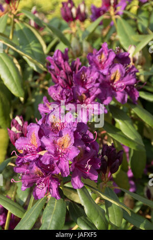 Die tief violetten Blüten des Rhododendron "Marcel Menard" Stockfoto