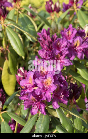 Die tief violetten Blüten des Rhododendron "Marcel Menard" Stockfoto