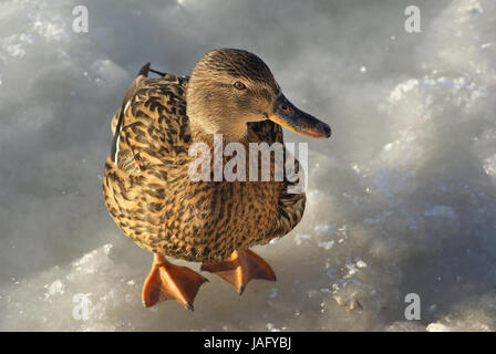 Braune weibliche Stockente steht auf Eis Stockfoto