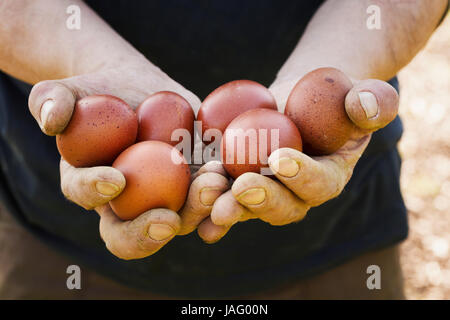 Nahaufnahme der Person, die frischen braun gefärbten Hühnereiern. Stockfoto