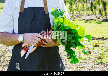 Mann trägt eine Schürze, die Ernte von frischen Rhabarber in einem Garten. Stockfoto