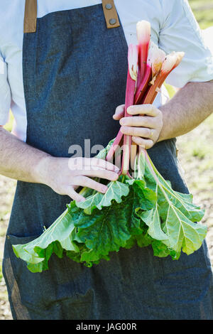 Mann trägt eine Schürze, die Ernte von frischen Rhabarber in einem Garten. Stockfoto