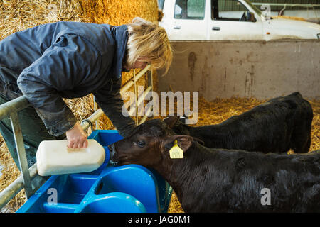 Frau in einem Stall stehen, gießt Milch in einem Feeder für zwei schwarze Kälber. Stockfoto