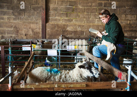 Mann stand neben einem Schafstall in einem Stall halten und mit der Flasche füttern ein Neugeborenes Lamm. Stockfoto