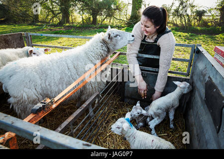 Frau stehend neben einen Anhänger mit zwei Mutterschafe und drei Neugeborenen Lämmern. Stockfoto