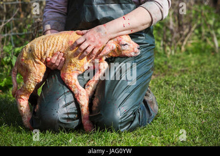 Landwirt kniend in der Wiese, ein Neugeborenes Lamm auf dem Schoß halten. Stockfoto